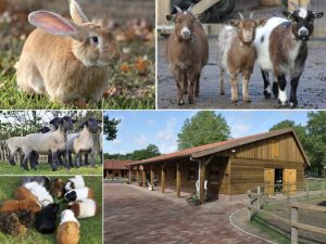 Sfeerbeelden van dieren (geit, konijn, cavia's en schapen)